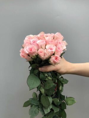 phấn hồng