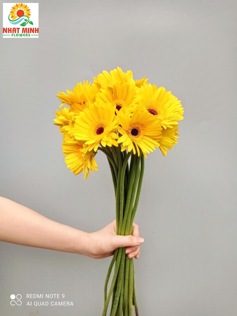 Đồng Tiền Nhí Vàng – Công Ty Hoa Tươi