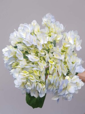 Hoa cẩm tú cầu thường Đà Lạt