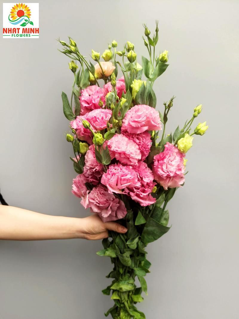 Hoa Cát Tường Hồng Xoăn Đà Lạt – Công Ty Hoa Tươi