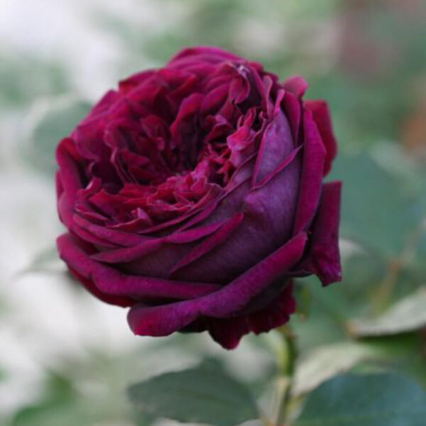 hoa hồng tím rượu vang