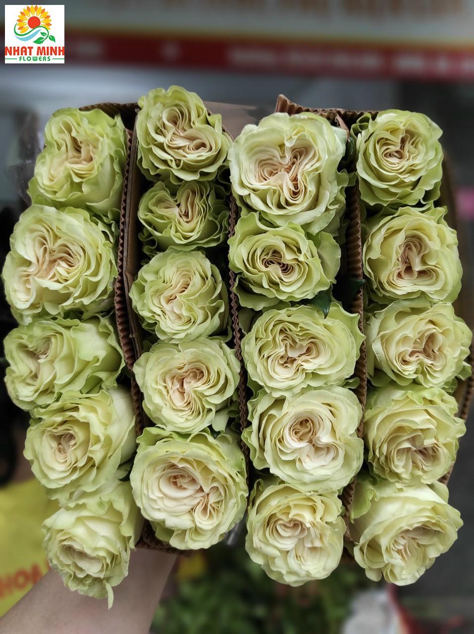 xanh lá xoăn xanh lá xoăn