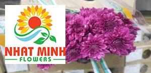 cúc chùm tím