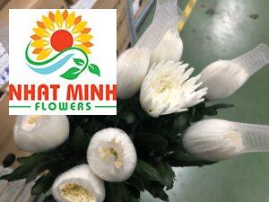 Hoa cúc lưới trắng