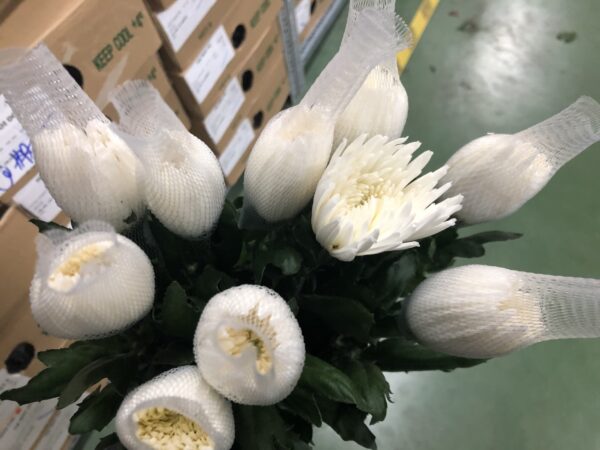 Hoa cúc lưới trắng