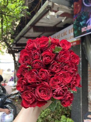 hoa hồng đỏ nhung đà lạt