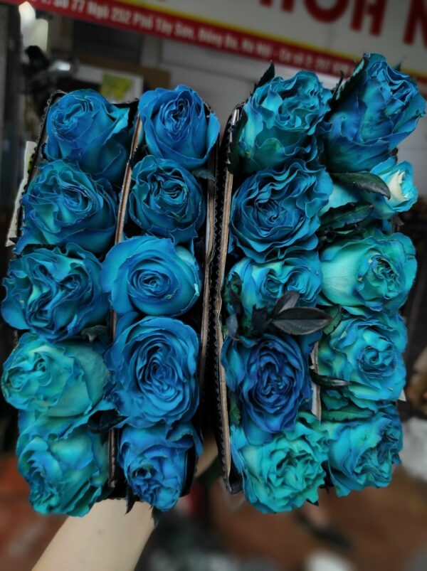 Hoa hồng xanh blue xoăn