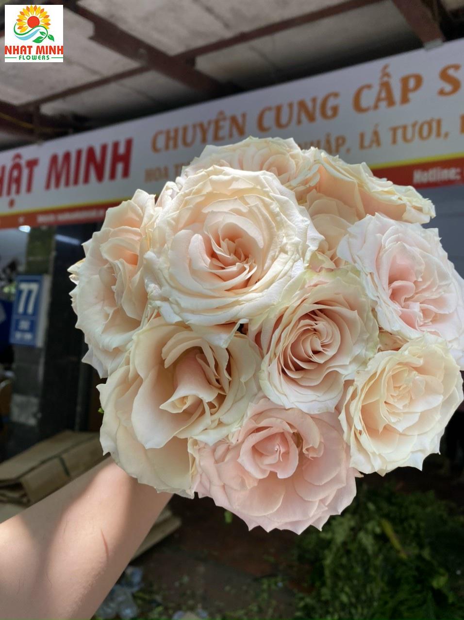 hoa hồng good land hoa hồng good land