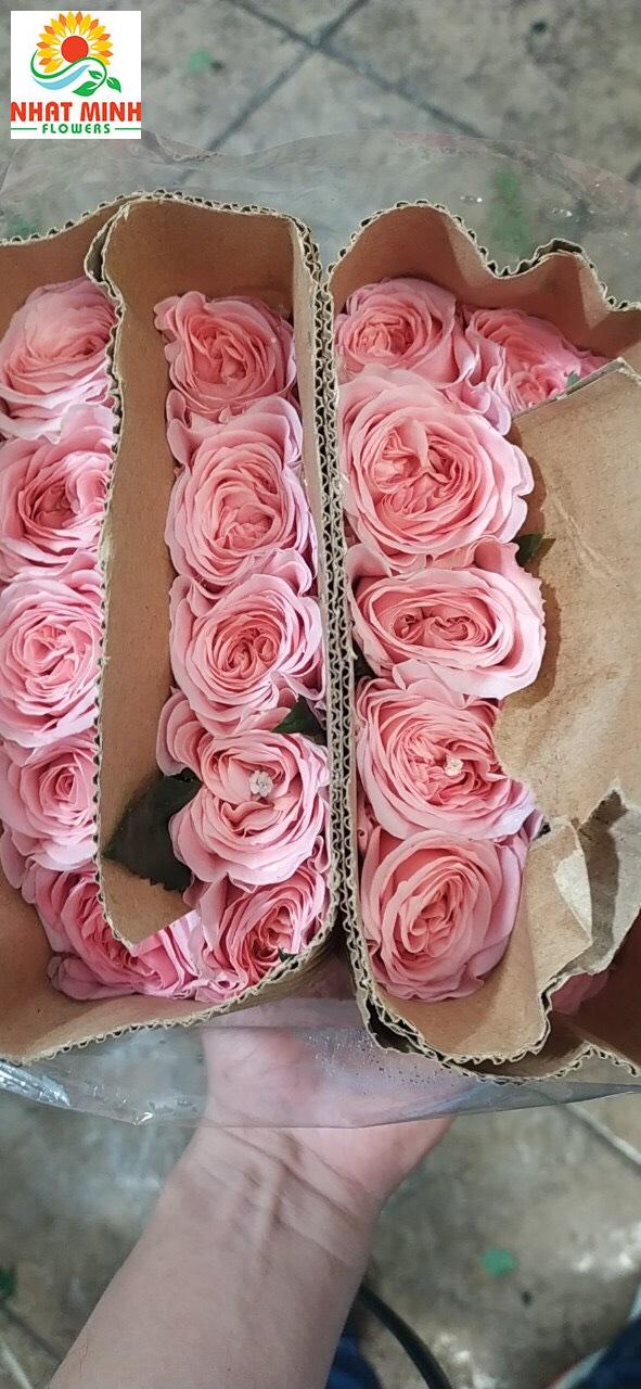 Hoa hồng london côn minh Hoa hồng london côn minh