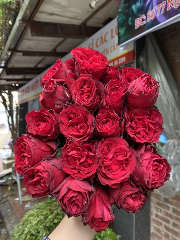 Hoa hồng Ohara đỏ đà lạt