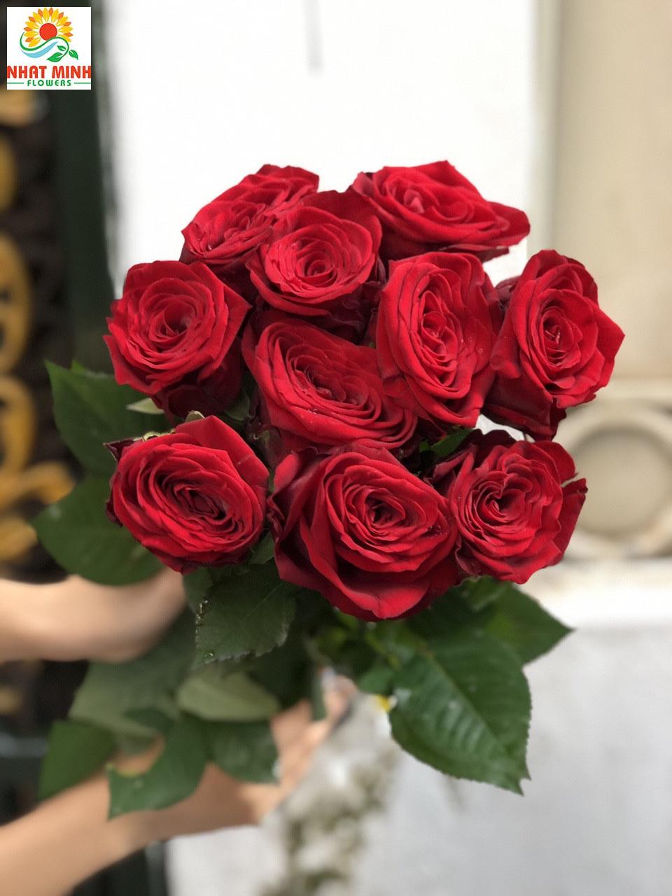 hoa hồng red naomi hf