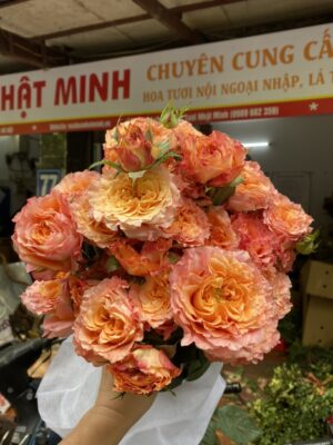 hồng chùm spirit