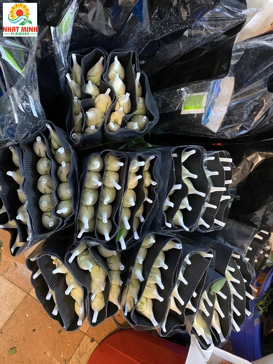 Hoa hồng trắng lưới Hoa hồng trắng lưới