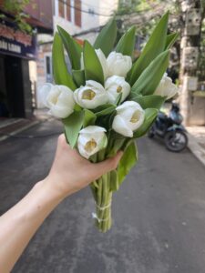 tulip trắng