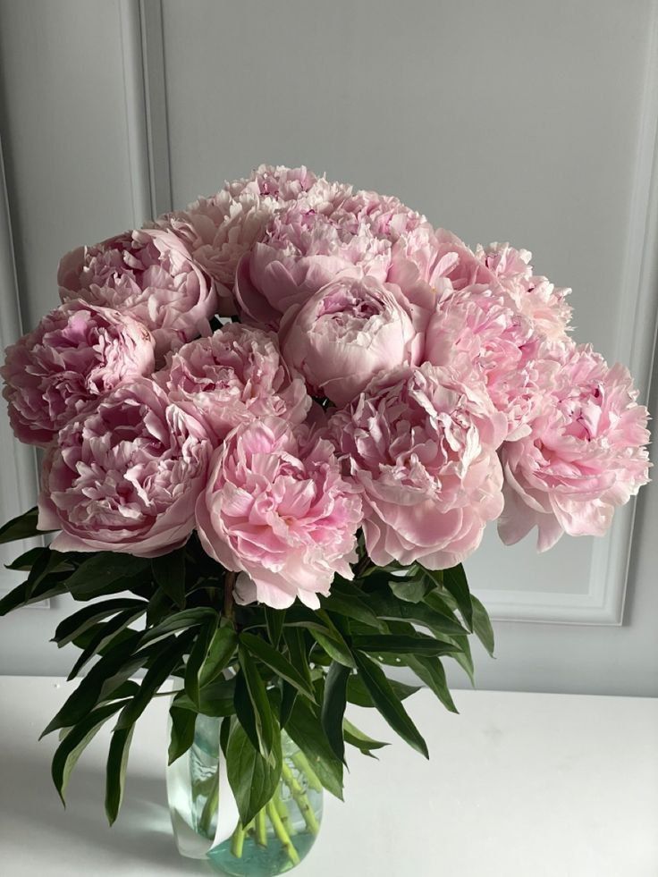 hoa mẫu đơn peony